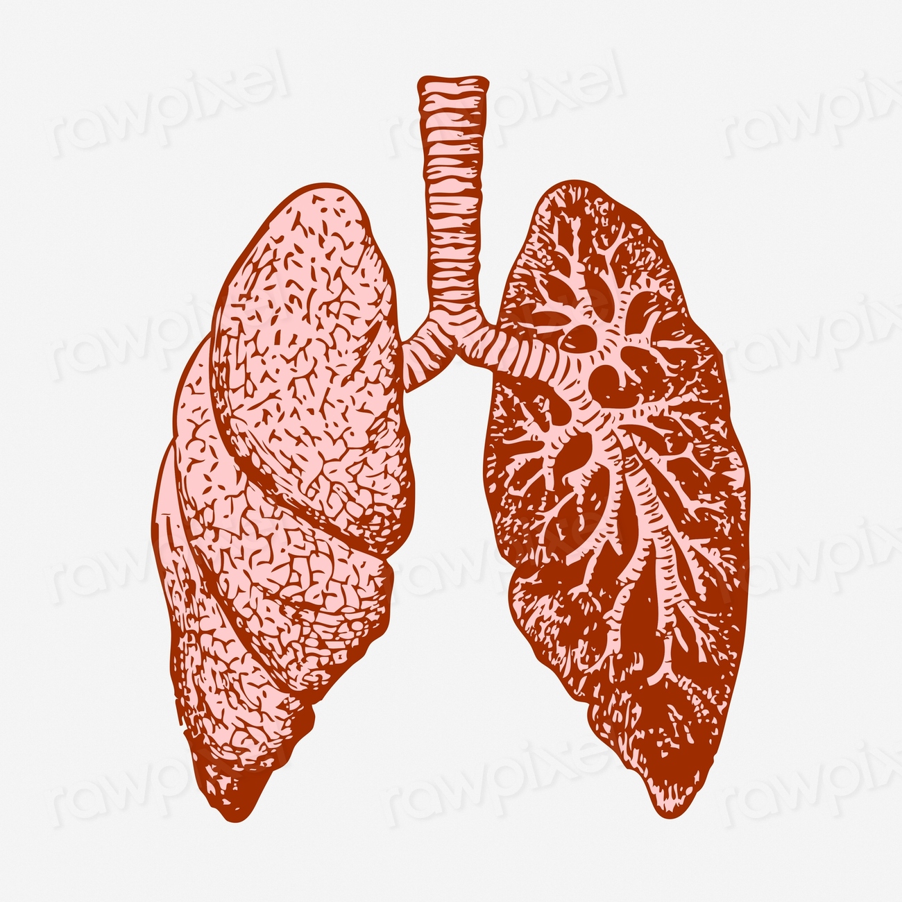 Lungs, anatomy hand drawn illustration